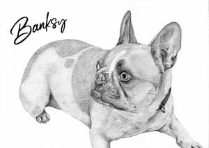 Commission: Banksy the French Bulldog