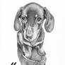 Commission: Maya the Dachshund