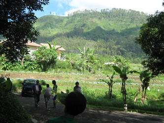 rice field landscapes