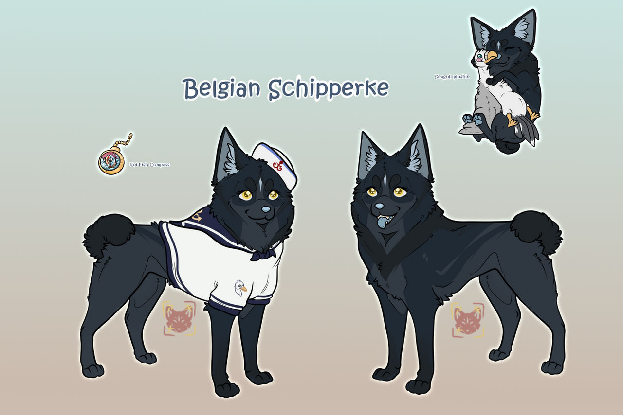 Schipperke Adopt