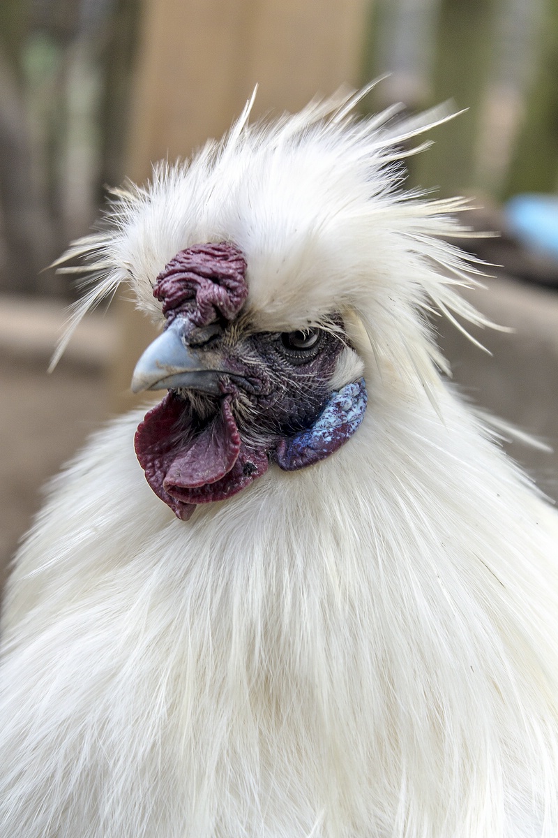 Silky Fowl Rooster