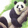 save the pandas