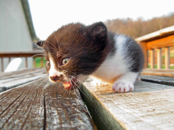 Kitler Scared Kitler by xthisnightmarex on DeviantArt