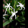 Spider Lily 0620 6of7