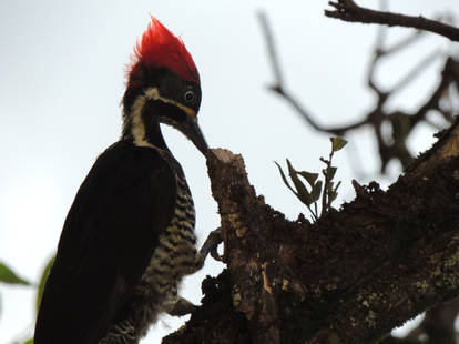 it's a woodpecker by the way