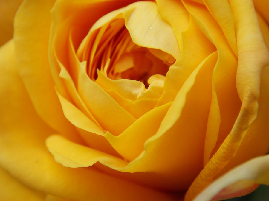 Yellow Rose