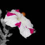 Night Flower
