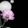 Moon Flower