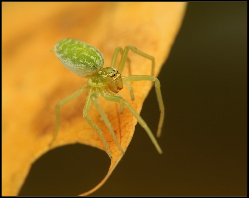 Araniella cucurbitina