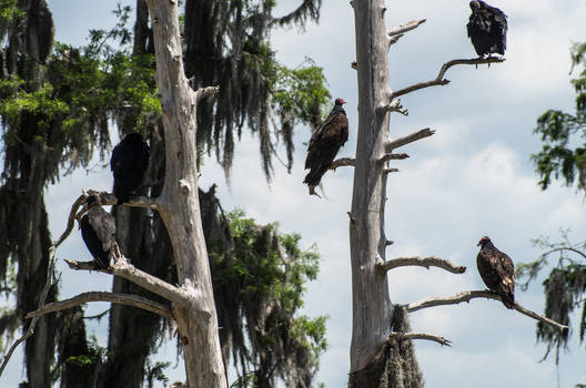 Vultures in a Tree