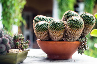 Colorful Cactus