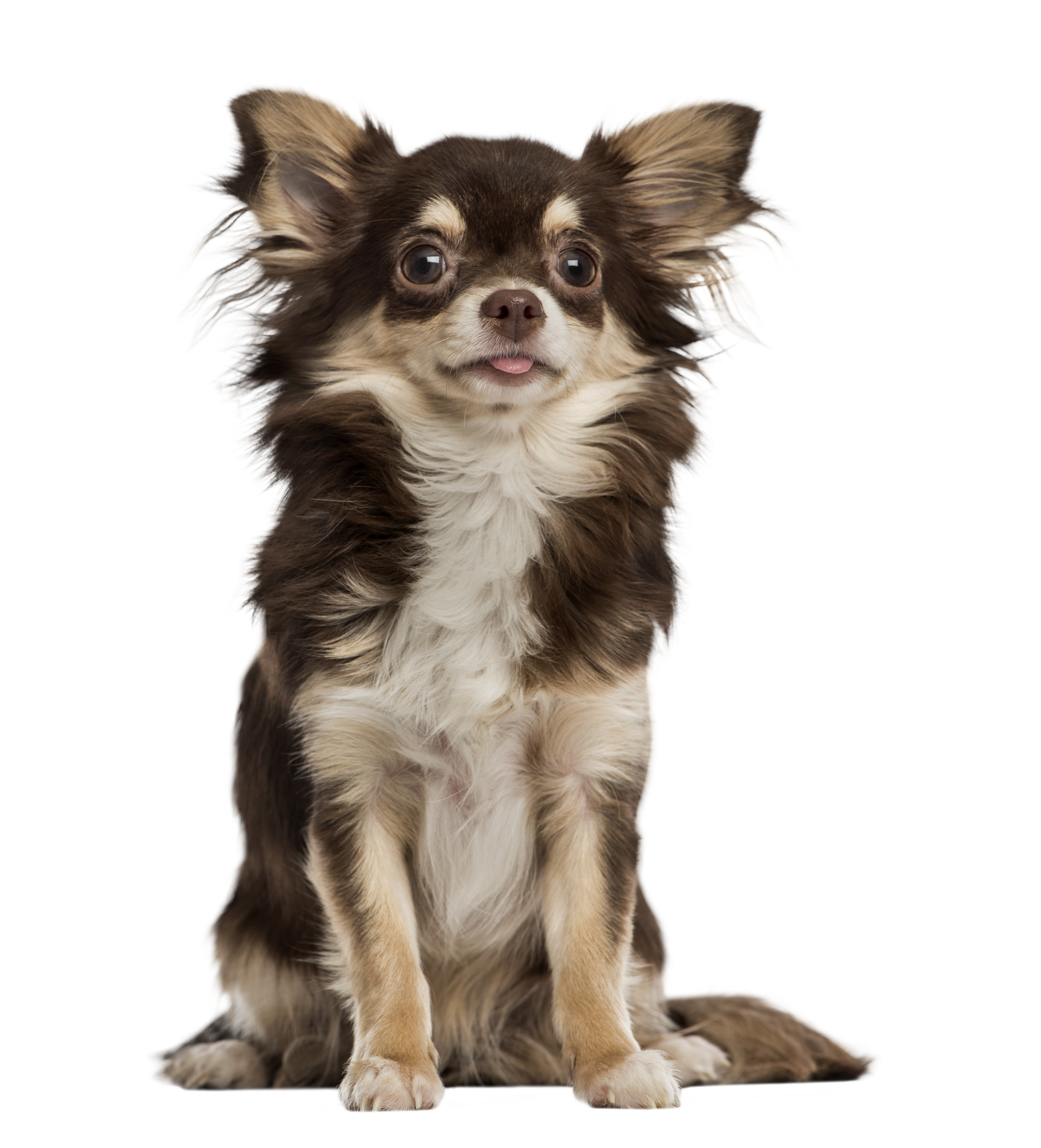 Chihuahuas 1