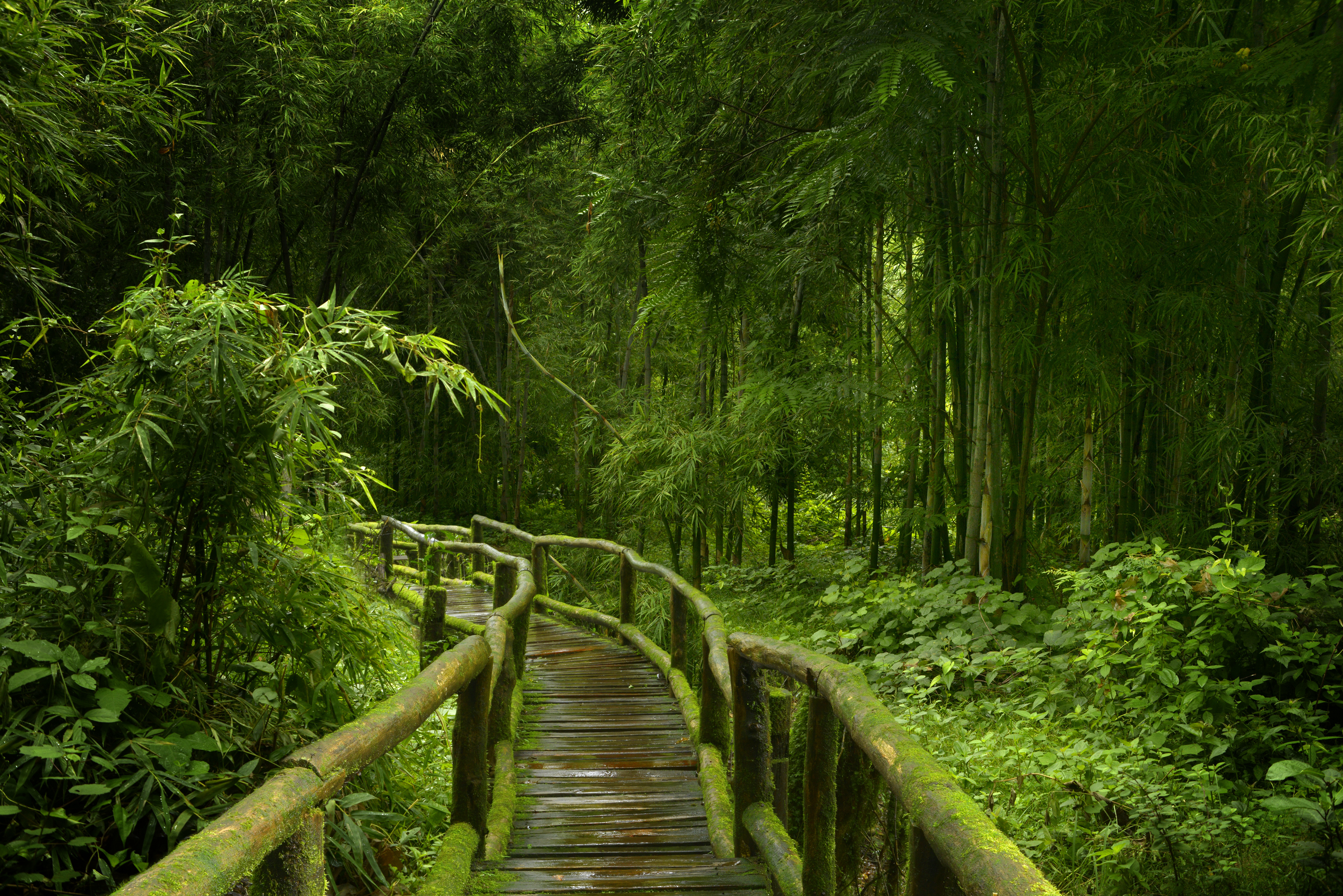 Jungle with waterfalls 3