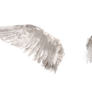 White Angel Wings 2 (4)