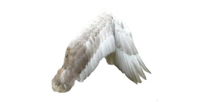 White Angel Wings 1 (6)
