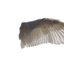 White Angel Wings 1 (2)