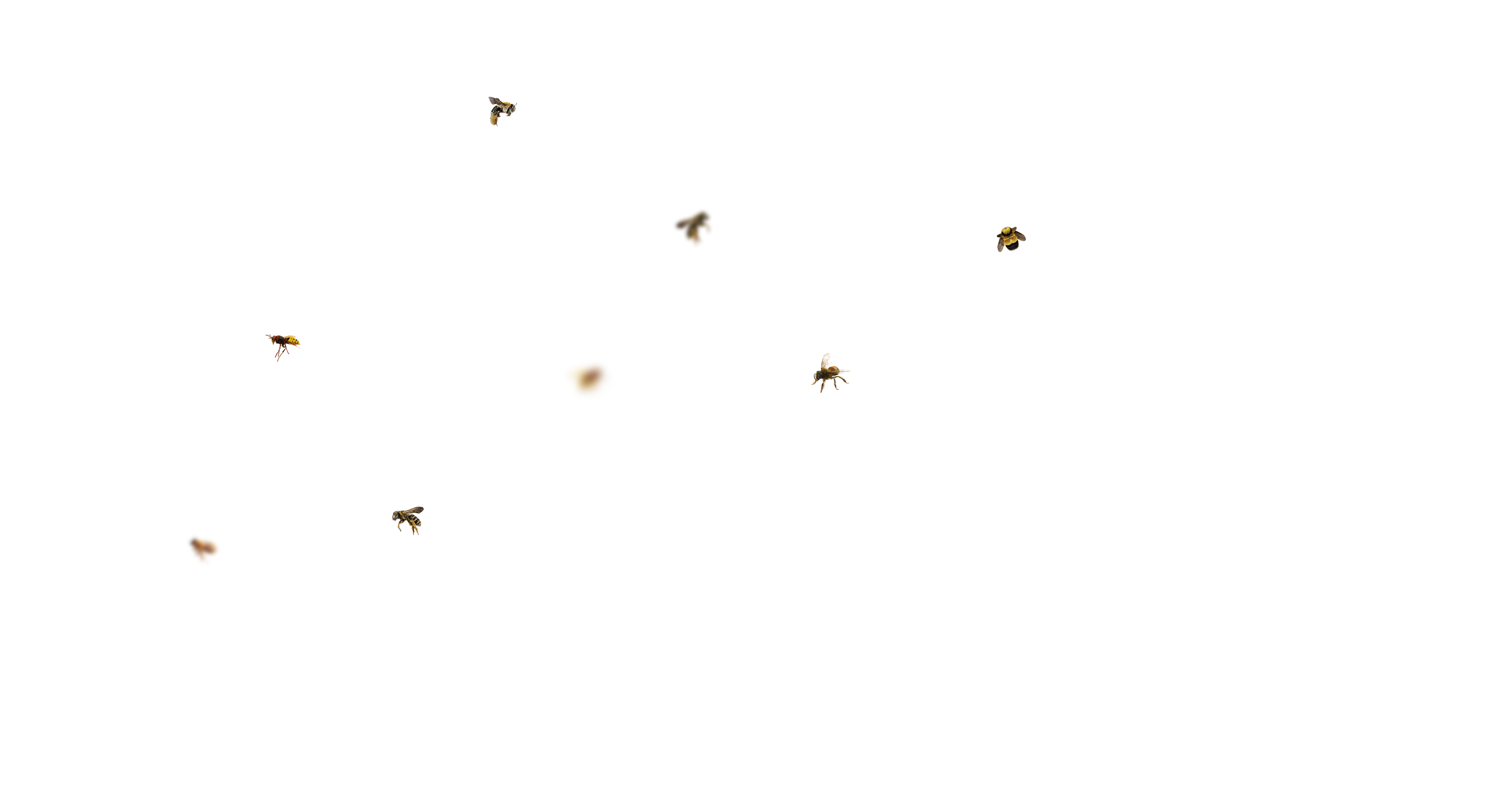 Bee Overlays 20 by bouzid27 on DeviantArt