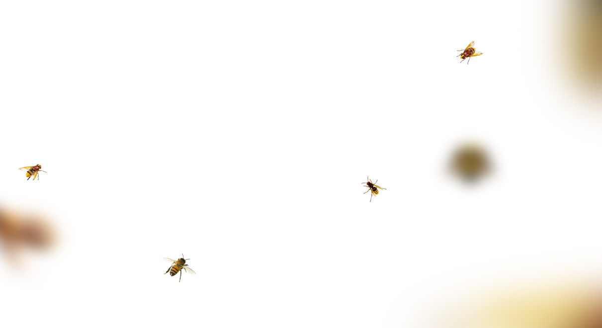 Bee Overlays 12 by bouzid27 on DeviantArt