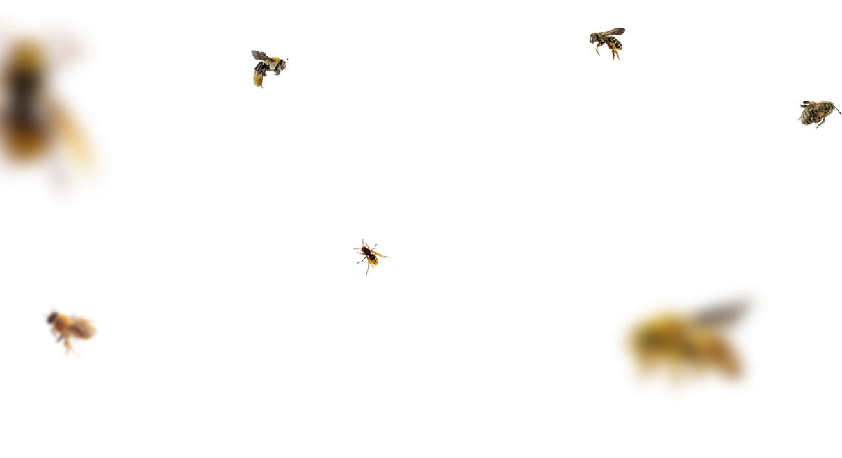 Bee Overlays 10 by bouzid27 on DeviantArt