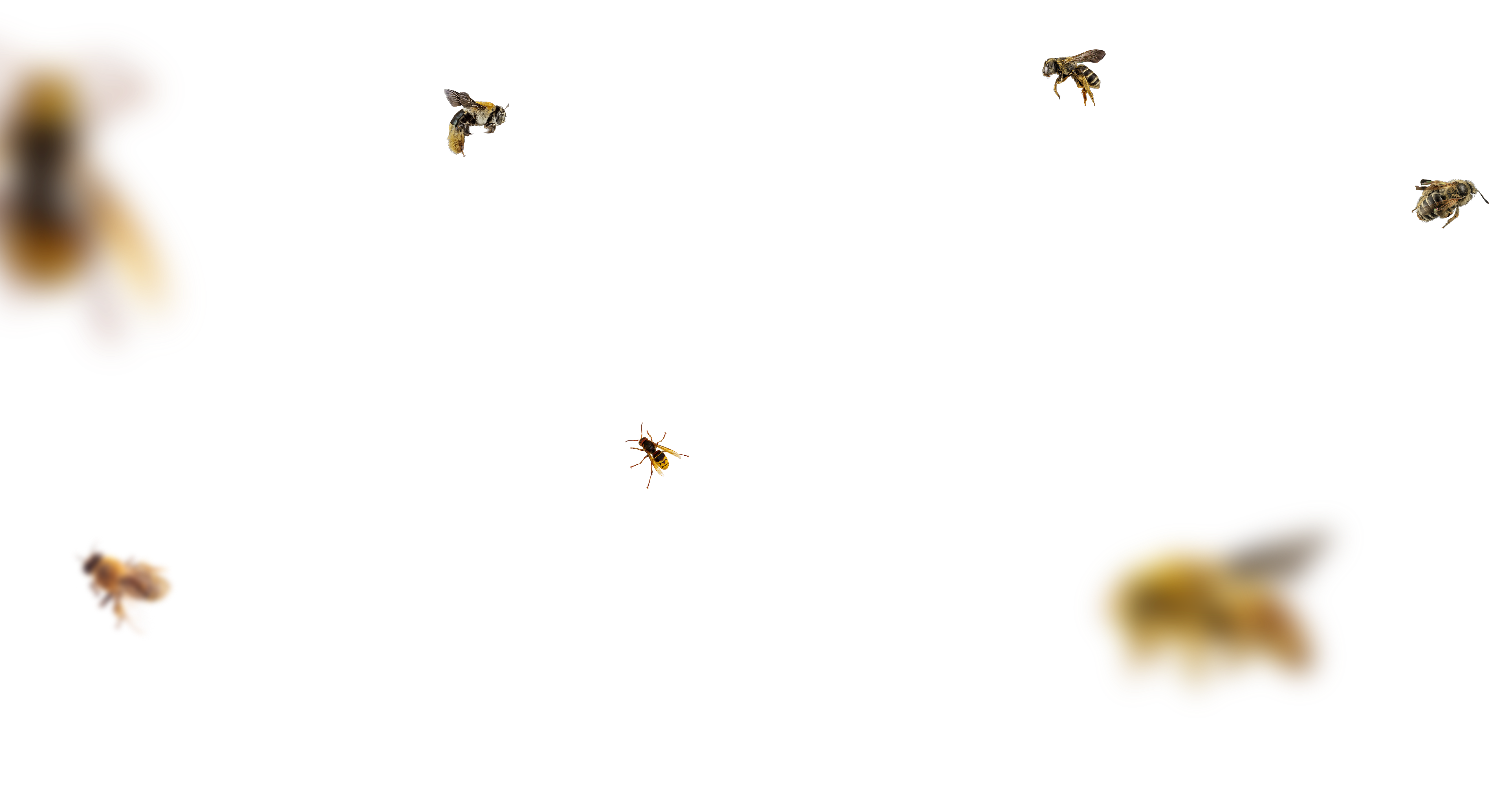 Bee Overlays 10 by bouzid27 on DeviantArt