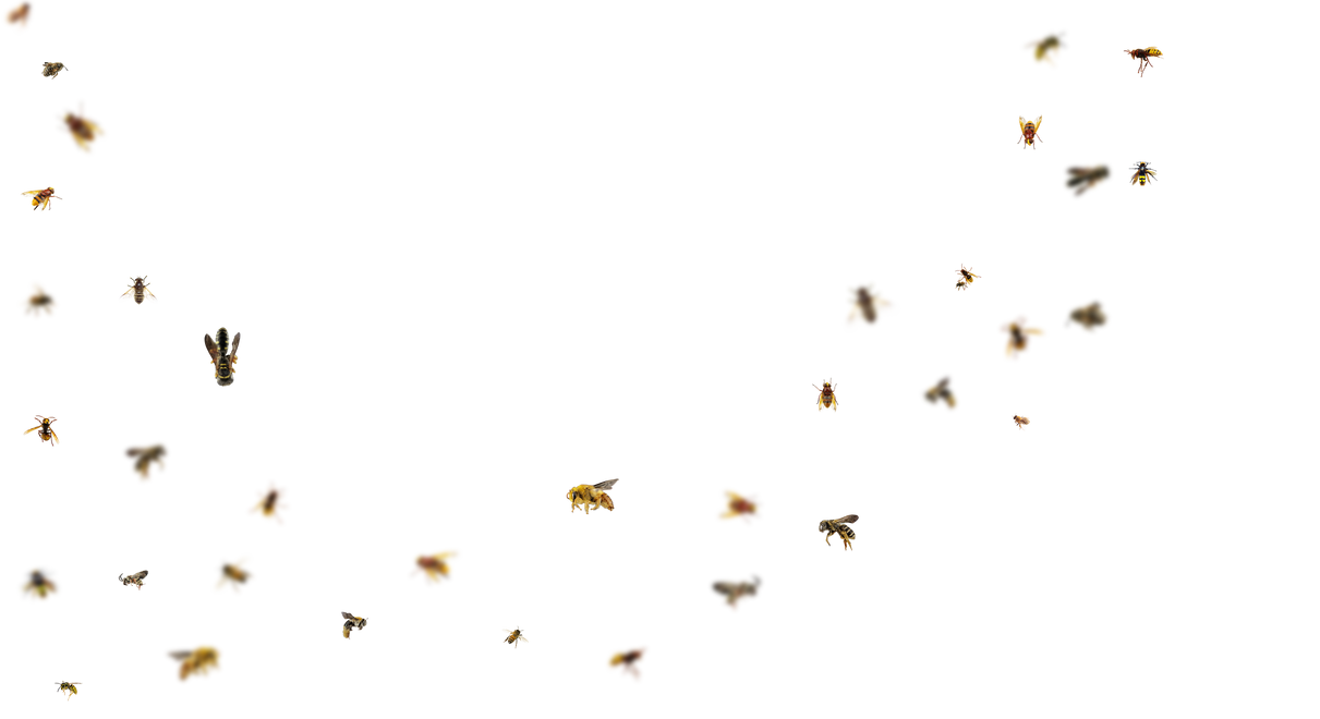 Bee Overlays 9 by bouzid27 on DeviantArt