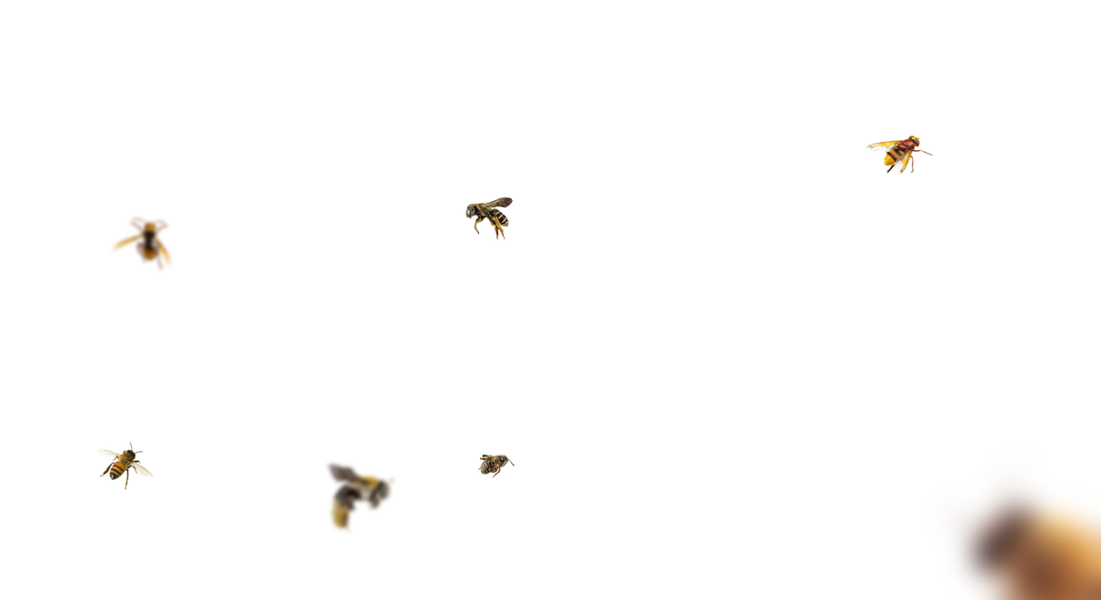 Bee Overlays 6 by bouzid27 on DeviantArt