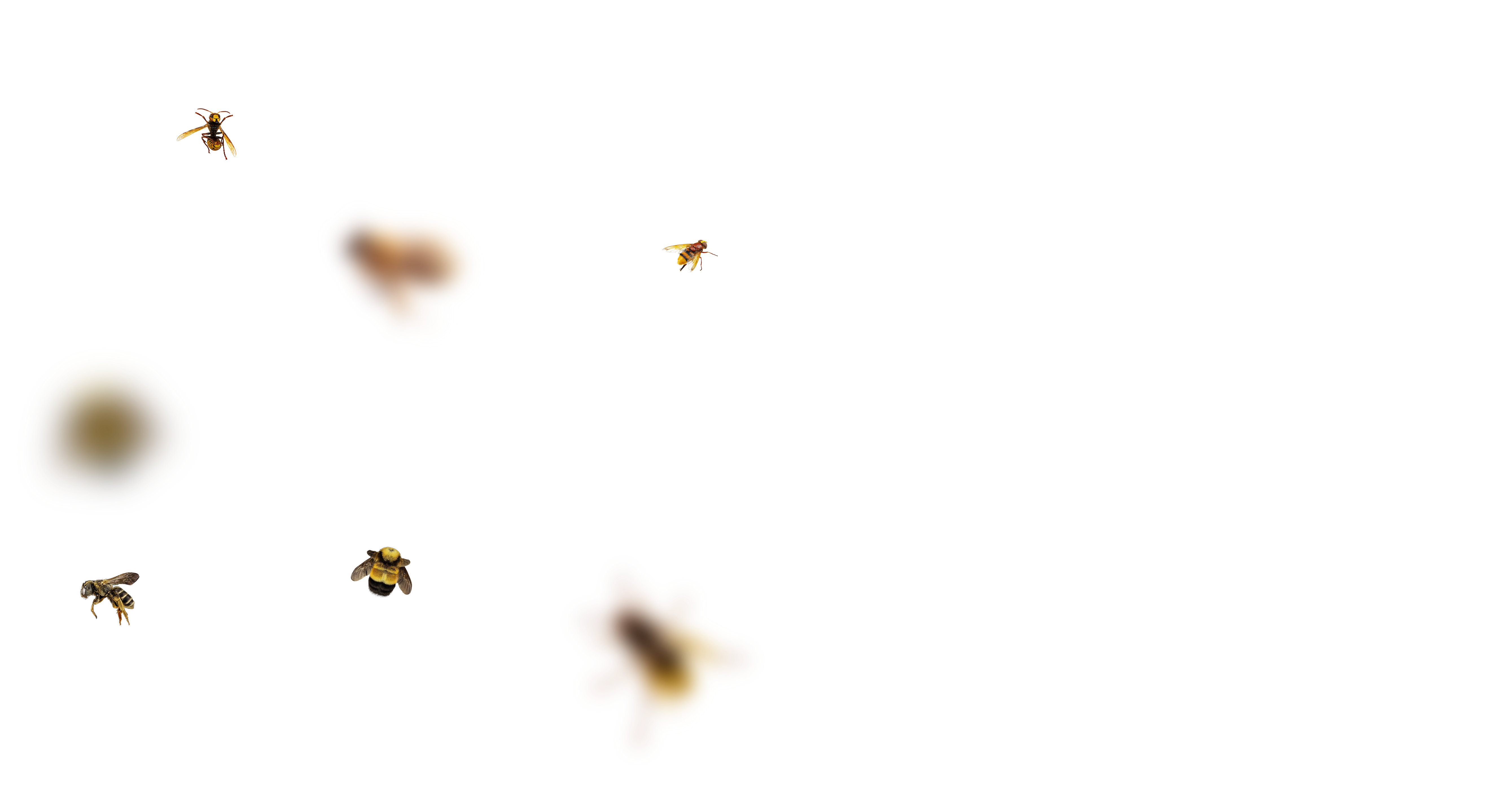 Bee Overlays 1 by bouzid27 on DeviantArt