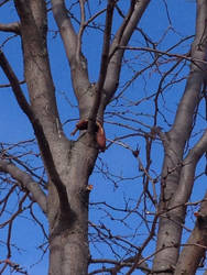 banana in a tree