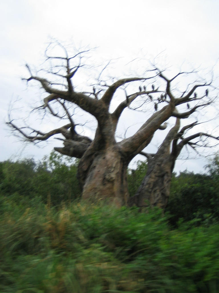 KAnnD86 +Baobab Tree+ by disney-parkhoppers on DeviantArt