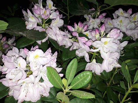 Flowers at night