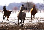 .Running Free. by WhiteSpiritWolf