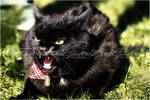 .:Meats outdoor meeting 2011:. by WhiteSpiritWolf