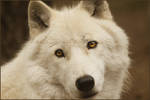 .: Look at me :. by WhiteSpiritWolf