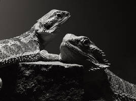 Bearded Dragons