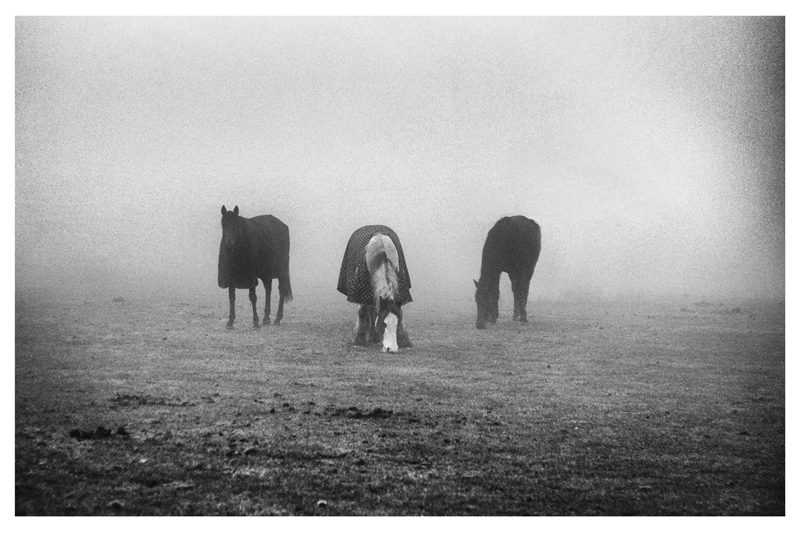 Horses in the Fog 3