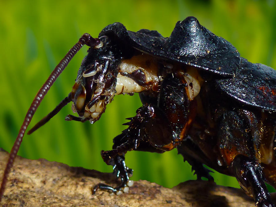 Vibing Cockroach Hissing Cockroach by mant01 on DeviantArt