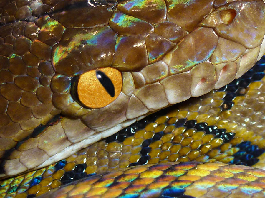 Reticulated Python 2 by mant01 on DeviantArt