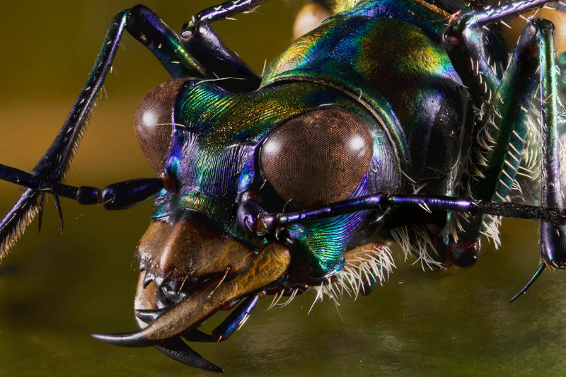 Spotted Tiger Beetle by mant01