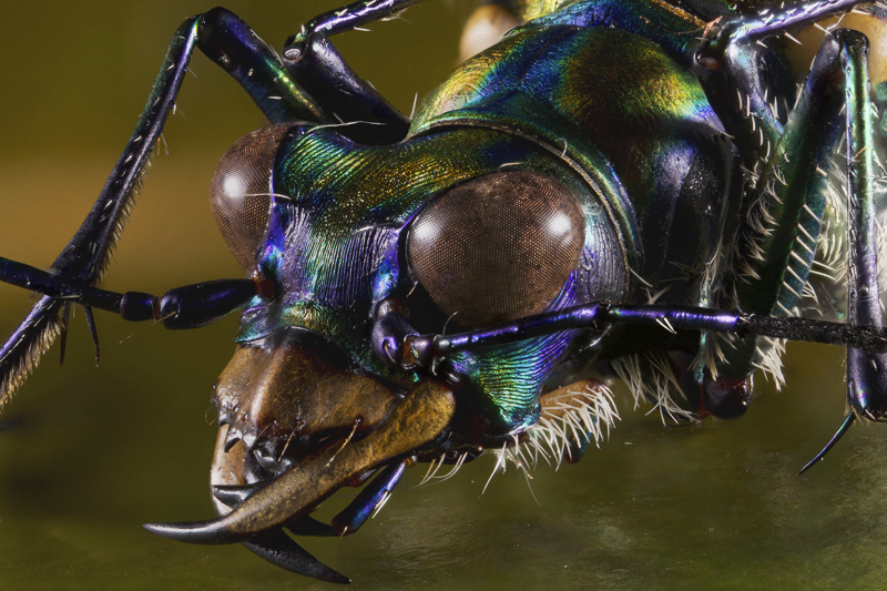Spotted Tiger Beetle by mant01 Spotted Tiger Beetle by mant01