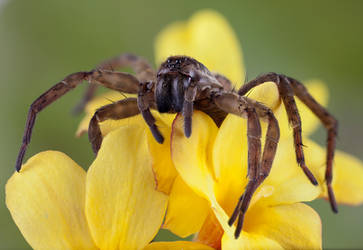 Wolf Spider