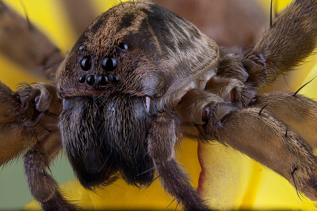 Wolf Spider 2