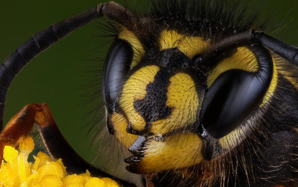 Wasp by mant01 Wasp by mant01