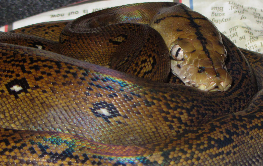 Golden Child Reticulated Python by mant01 on DeviantArt