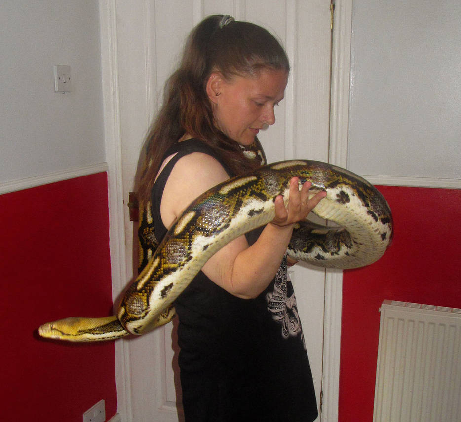 Tiger Reticulated Python 2 by mant01 on DeviantArt