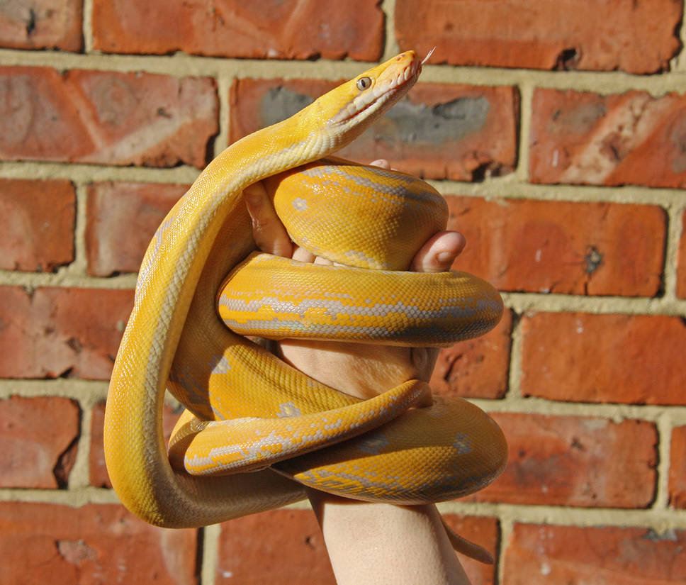 Purple Albino Golden Child by mant01 on DeviantArt