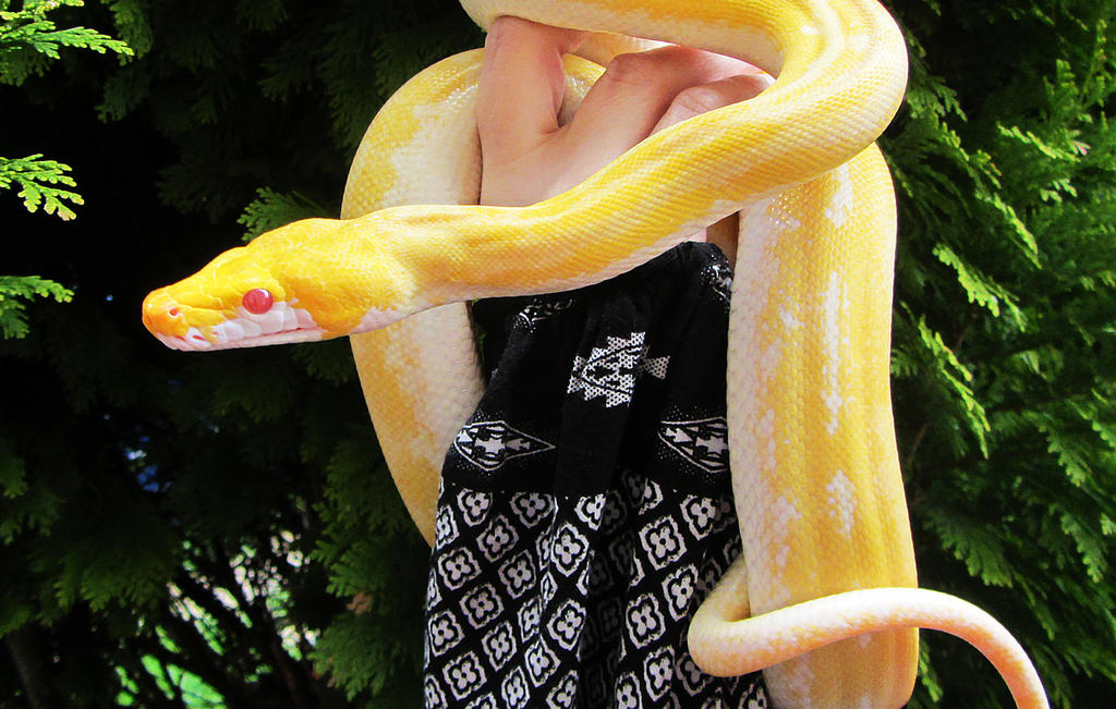 Albino Ultra Ivory Retic by mant01 on DeviantArt