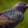 Starling