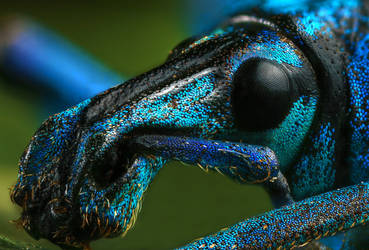 Blue Banded Weevil Beetle (Eupholus Linnei)