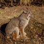 Yawning Lynx