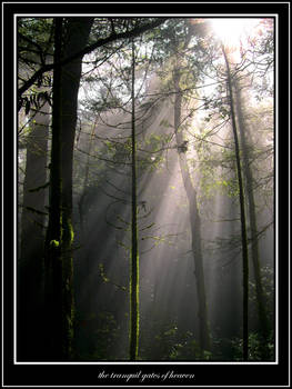 tranquil gates of heaven